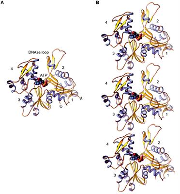 Emerging Functions of Actins and Actin Binding Proteins in Trypanosomatids